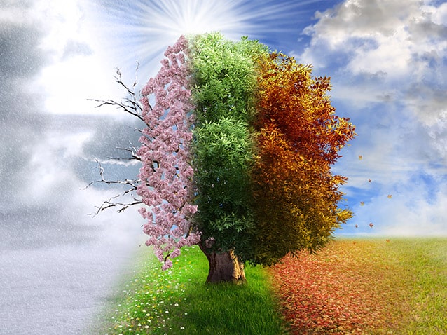 Artistic depiction of a tree experiencing all four seasons.